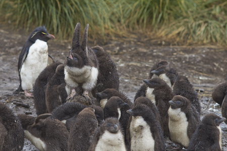 Rockhopper Penguin chicks (Eudyptes chrysocome) huddle together in a creche whilst their parents are away at sea feeding. Coast of Bleaker Island in the Falkland Islands.の写真素材