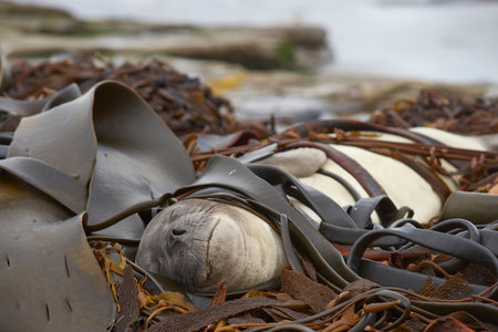 Young Southern Elephant Seal (Mirounga leonina) sleeping on a pile of kelp on a beach on Sealion Island in the Falkland Islands.の写真素材