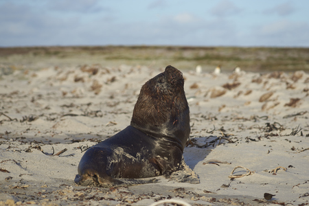 Large male Southern Sea Lion (Otaria flavescens) resting on a sandy beach on the coast of Sealion Island in the Falkland Islands.の写真素材