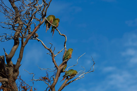 Group of Austral Parakeet (Enicognathus ferrugineus) perched on a tree in Torres del Paine National...