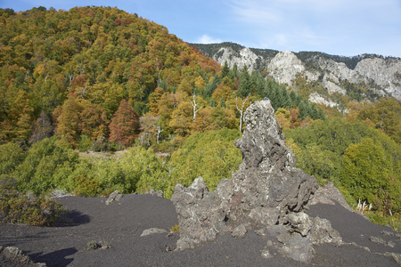 Trees covered in colourful autumn foliage rising out of the lava fields in Conguillio National Park in the Araucania region of Chileの写真素材