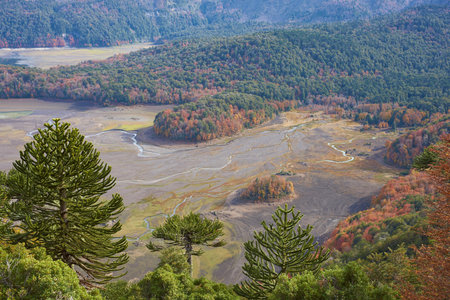 Conguillio National Park in southern Chile. Lake shore of Lago Conguillio surrounded by autumn trees.の写真素材