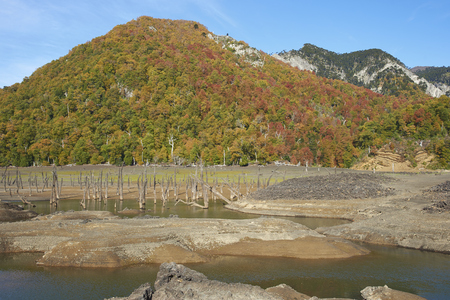 Autumn colours on the forested hillsides surrounding Laguna Verde in Conguillio National Park in Araucania, southern Chile. Stumps of dead trees in the foreground.の写真素材