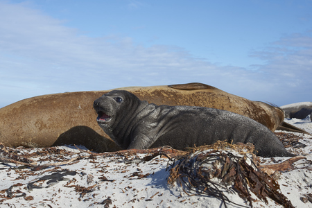 Female Southern Elephant Seal (Mirounga leonina) with a recently born pup lying on a beach on Sea Lion Island in the Falkland Islands.の写真素材
