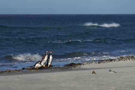 Gentoo Penguins (Pygoscelis papua) coming ashore after feeding at sea on Sea Lion Island in the Falkland Islands.の写真素材