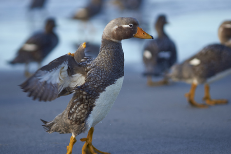 Falkland Steamer Ducks (Tachyeres brachypterus) on a sandy beach on Sea Lion Island in the Falkland Islands.の写真素材