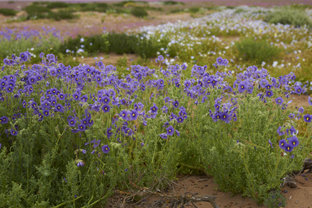 Flowers in the Atacama Desert after unusual rain in the Atacama Desert near Copiapo, in northern Chile.の写真素材