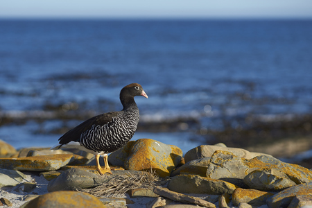 Female Kelp Goose (Chloephaga hybrida malvinarum) on the rocky coast of Sea Lion Island in the Falkland Islands.の写真素材