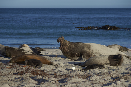 Male Southern Elephant Seal (Mirounga leonina) roaring to keep rivals away during the breeding season. Sea Lion Island in the Falkland Islands.の写真素材
