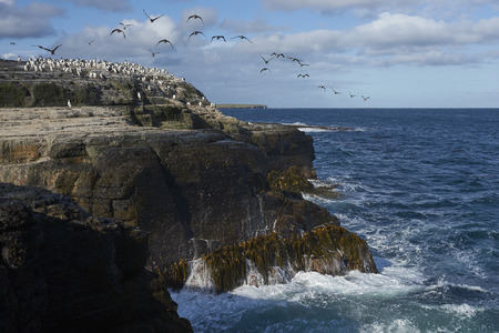 Large group of Imperial Shag (Phalacrocorax atriceps albiventer) on the coast of Bleaker Island on the Falkland Islandsの写真素材