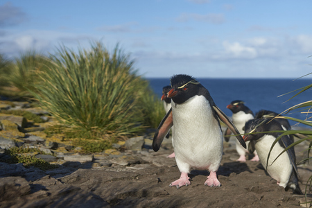 Rockhopper Penguins (Eudyptes chrysocome) return to their colony on the cliffs of Bleaker Island in the Falkland Islandsの写真素材