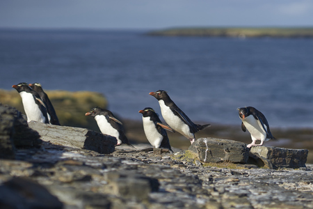Rockhopper Penguins (Eudyptes chrysocome) return to their colony on the cliffs of Bleaker Island in the Falkland Islandsの写真素材