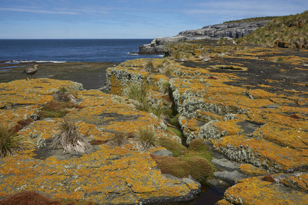 Colourful lichens and plants covering the rocky coastline of Bleaker Island on the Falkland Islands.の写真素材