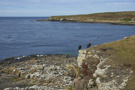 Pair of Turkey Vulture (Cathartes aura jota) on the cliffs of Bleaker Island in the Falkland Islands.の写真素材