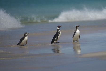 Magellanic Penguins (Spheniscus magellanicus) emerging from the sea on a large sandy beach on Bleaker Island in the Falkland Islands.の写真素材