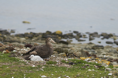 Southern Giant Petrel (Macronectes giganteus) with its chick on the coast of Bleaker Island in the Falkland Islands.の写真素材