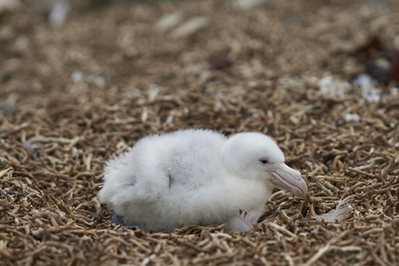 Chick of a Southern Giant Petrel (Macronectes giganteus) in a nest on a beach on Bleaker Island in the Falkland Islands.の写真素材