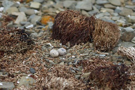 Nest and eggs of the Blackish Oystercatcher (Haematopus ater) on a shingle beach on Bleaker Island in the Falkland Islands.の写真素材