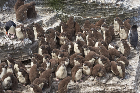 Rockhopper Penguin chicks (Eudyptes chrysocome) huddle together in a creche on Bleaker Island in the Falkland Islands whilst a majority of adults are away at sea feeding. A few adults remain to keep order.の写真素材