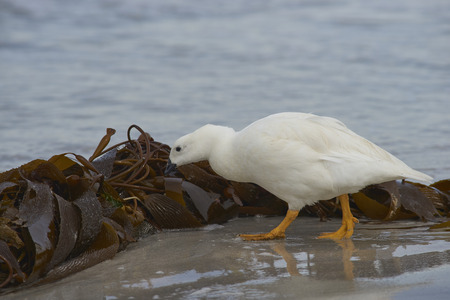 Male Kelp Goose (Chloephaga hybrida malvinarum) foraging in a pile of kelp on a beach on Bleaker Island in the Falkland Islands.の写真素材