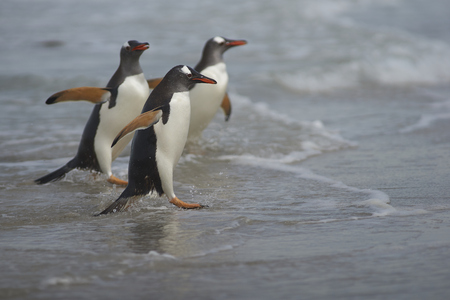 Gentoo Penguins (Pygoscelis papua) emerging from the sea onto a large sandy beach on Bleaker Island in the Falkland Islands.の写真素材