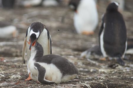 Gentoo Penguin (Pygoscelis papua) regurgitating food to feed its chick on Bleaker Island in the Falkland Islandsの写真素材