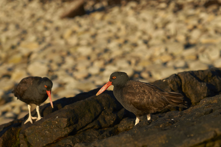 Blackish Oystercatchers (Haematopus ater) on the rocky shore of Carcass Island in the Falkland Islands.の写真素材