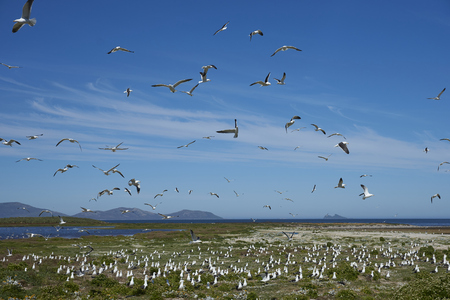 Breeding colony of Kelp Gull (Larus dominicanus) nesting on a grassy meadow on Carcass Island in the Falkland Islands.の写真素材