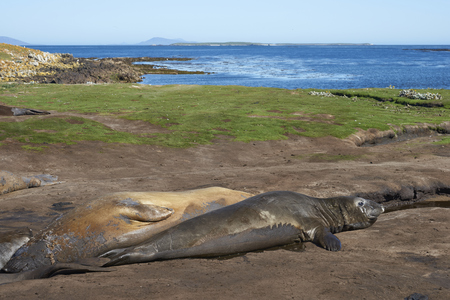 Southern Elephant Seals (Mirounga leonina) wallowing in a muddy stream on Carcass Island in the Falkland Islands.の写真素材