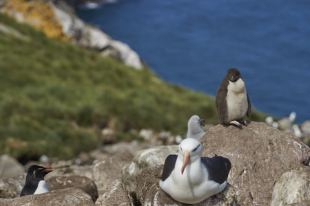 Black-browed Albatross (Thalassarche melanophrys) nesting alongside Rockhopper Penguins (Eudyptes chrysocome) on the cliffs of West Point Island in the Falkland Islands.の写真素材