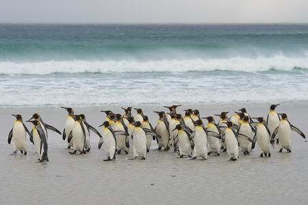 Large group of King Penguins (Aptenodytes patagonicus) come ashore after a short dip in a stormy South Atlantic at Volunteer Point in the Falkland Islands.の写真素材