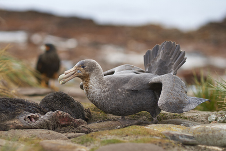 Northern Great Petrel (Macronectes halli) feeding on the carcass of a baby Elephant Seal (Mirounga leonina) during the breeding season on Sealion Island in the Falkland Islands.の写真素材