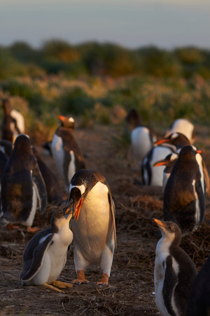 Gentoo Penguin chick (Pygoscelis papua) with an adult on Sea Lion Island in the Falkland Islands.の写真素材