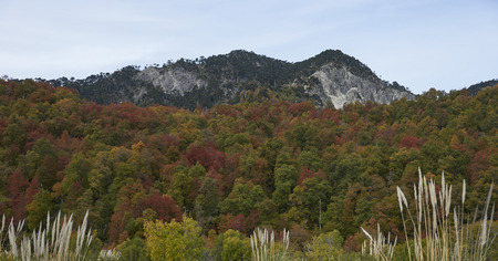 Autumn in Conguillio National Park in southern Chile. Trees in autumn foliage in the foreground; evergreen Araucania Trees (Araucaria araucana) beyond on the higher rocky mountain tops.の写真素材