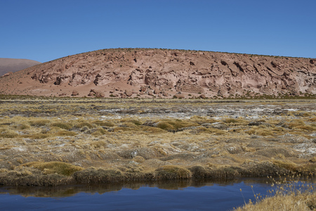Wetland along a tributary of the River Lauca high on the Altiplano of northern Chile in Lauca National Park.の写真素材