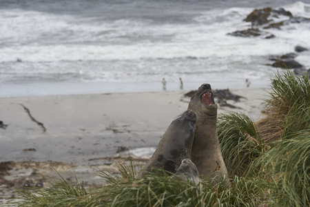 Young Southern Elephant Seals (Mirounga leonina) looking out from the tussock grass on the coast on Sealion Island in the Falkland Islands.の写真素材