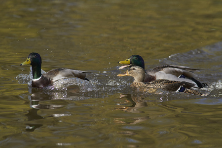 Mallard Duck (Anas platyrhynchos) swimming on a pond at Slimbridge in Gloucestershire, United Kingdomの写真素材