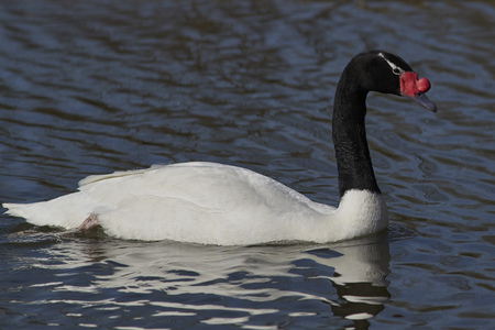 Black Necked Swan (Cygnus melancoryphus) swimming on a pond at Slimbridge in Gloucestershire, United Kingdom.の写真素材