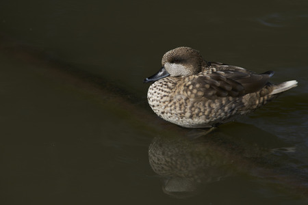 Marbled Teal (Marmaronetta angustirostris) on a pond at Slimbridge in Gloucestershire, United Kingdom.の写真素材