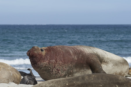 Battle scarred male Southern Elephant Seal (Mirounga leonina) during the breeding season on Sea Lion Island in the Falkland Islands.の写真素材