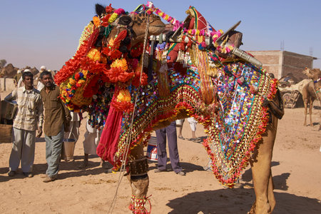 Nagaur, Rajasthan, India - February 13, 2008: Decorated camel at the annual livestock festival in...