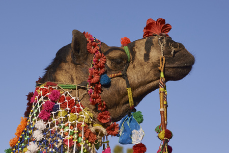Nagaur, Rajasthan, India - February 13, 2008: Decorated camel at the annual livestock festival in Nagaur, Rajasthan, India.のeditorial素材