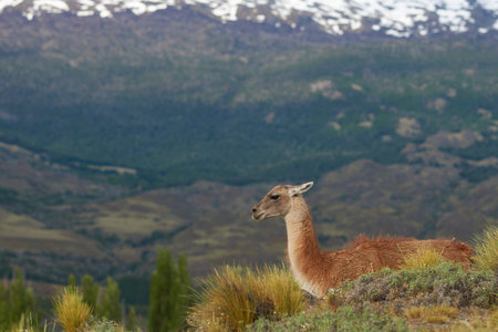Guanaco (Lama guanicoe) in Valle Chacabuco, northern Patagonia, Chile.の写真素材