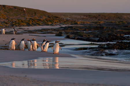 Gentoo Penguin (Pygoscelis papua) heading to sea early in the morning from a sandy beach on Bleaker Island in the Falkland Islands.の写真素材