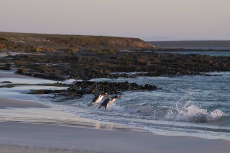 Gentoo Penguin (Pygoscelis papua) heading to sea early in the morning from a sandy beach on Bleaker Island in the Falkland Islands.の写真素材