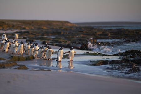 Gentoo Penguin (Pygoscelis papua) heading to sea early in the morning from a sandy beach on Bleaker Island in the Falkland Islands.の写真素材