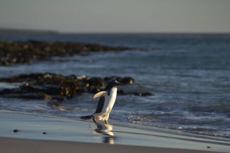Gentoo Penguin (Pygoscelis papua) heading to sea early in the morning from a sandy beach on Bleaker Island in the Falkland Islands.の写真素材