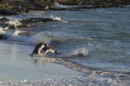 Gentoo Penguin (Pygoscelis papua) heading to sea early in the morning from a sandy beach on Bleaker Island in the Falkland Islands.の写真素材