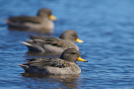 Speckled Teal (Anas flavirostris) on a pond on Bleaker Island in the Falkland Islandsの写真素材