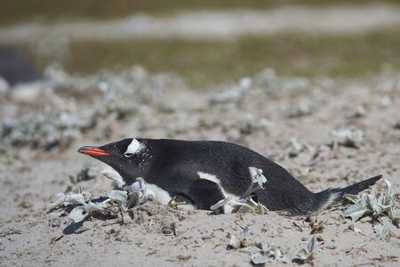 Gentoo Penguins (Pygoscelis papua) nesting on Bleaker Island in the Falkland Islands.の写真素材